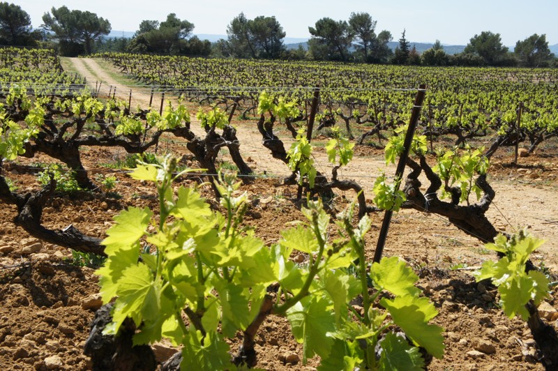 LE VIGNOBLE